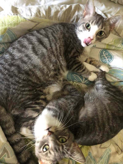 Thank you for helping Florida hungry cats survive with food & care